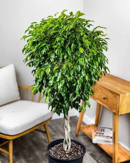 Ficus benjamina ‘Wintergreen’