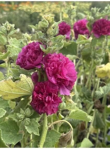 Alcea rosea DOUBLE VIOLET - topolovka, proskurník