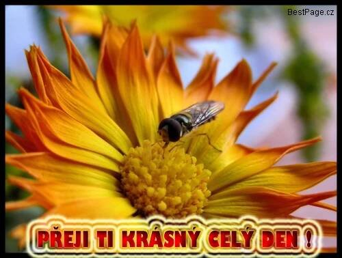 Obrázky na profil, obrázky na lide.cz