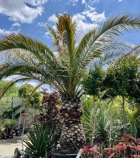 Palmy | Phoenix canariensis, cca 330 cm | Exotická zahrada Přibice