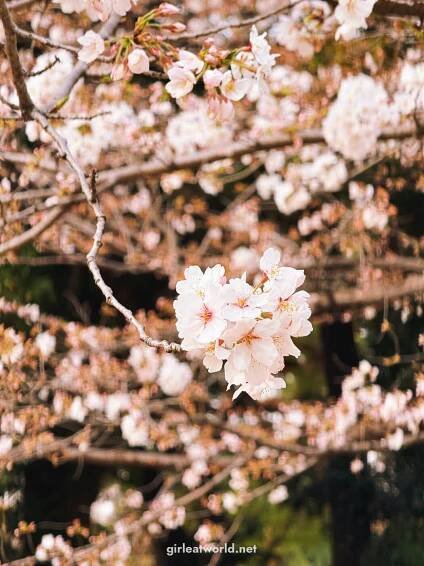 Where to See Sakura in Tokyo (With My Personal Ratings) — Girl Eat World