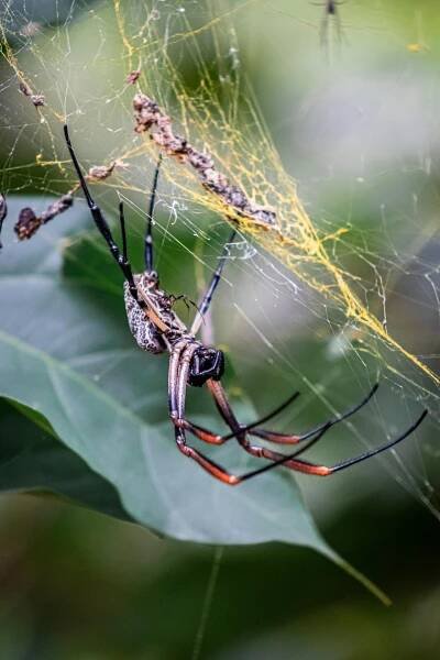 Makro Snímek Pavouka V Síti V Brazilském Lese · Základová fotografie zdarma