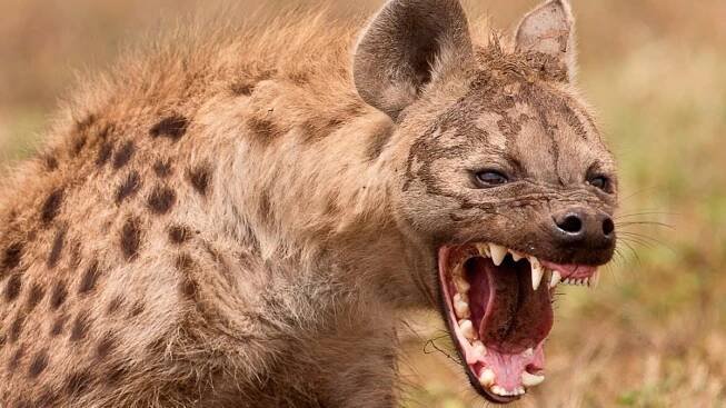Spotted hyena snarling with bared teeth.