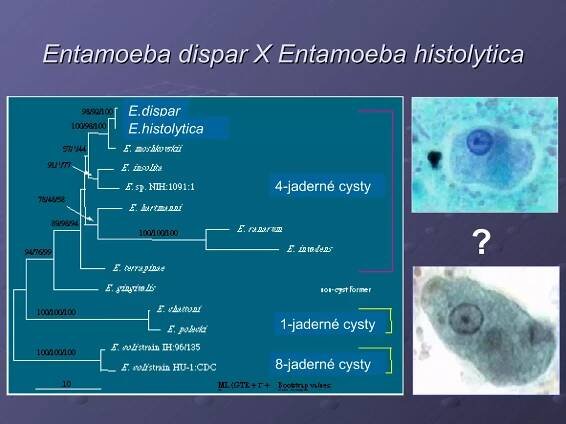 Entamoeba dispar X Entamoeba histolytica ? E.dispar E.histolytica 4-jaderné cysty 1-jaderné cysty 8-jaderné cysty 