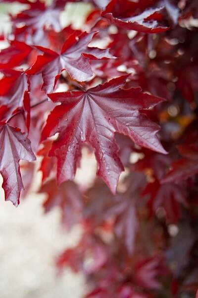 Acer platanoides 'Crimson Sentry'