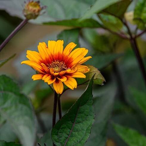 Heliopsis helianthoides var. scabra 'Luna Roja' (False Sunflower)
