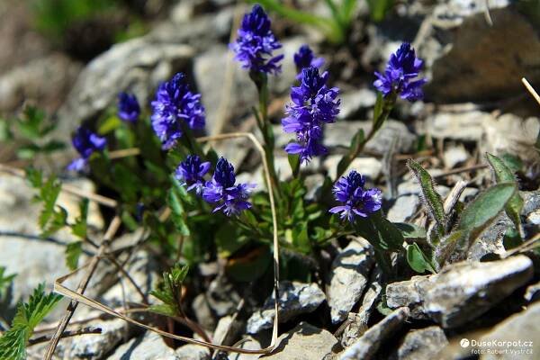 Vítod hořký (Polygala amara, slov. horčinka horká), latinský název Polygala znamená "hodně mléka" (věřilo se, že rostlina napomáhá krávám k lepšímu dojení) (2009)