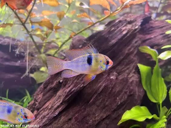 Cichlidka Ramirezova - Mikrogeophagus ramirezi