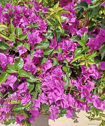Bugenvilea (Bougainvillea)