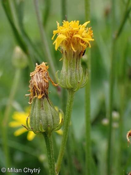 Crepis biennis – škarda dvouletá