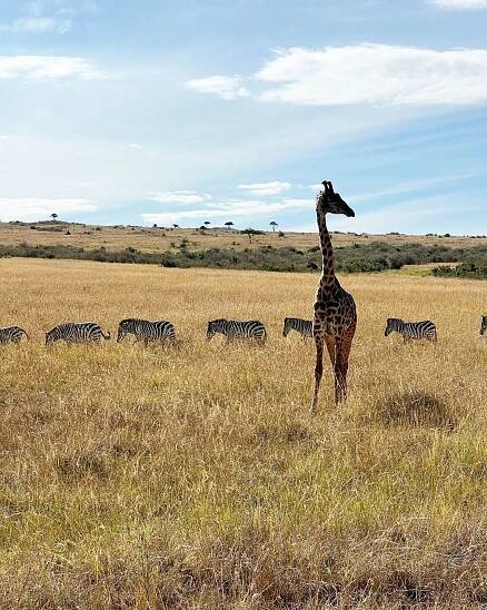 Hacer un safari en Kenia es una de las mejores experiencias viajeras..