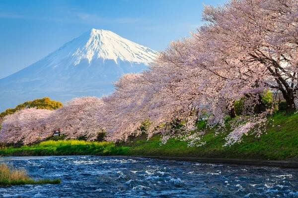 Sakura And Mount Fuji In Japan Wallpaper