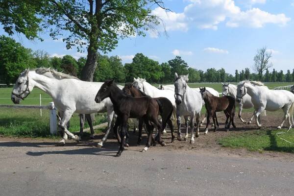 Na dvojkolém oři za starokladrubskými koni: Z Pardubic kolem Opatovického kanálu do Kladrub nad Labem | KACHNA SE KOCHÁ