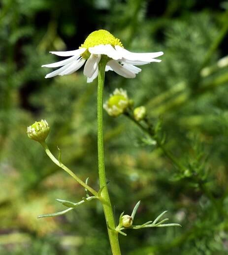Matricaria chamomilla L. - Portale della Flora d'Italia / Portal to the Flora of Italy