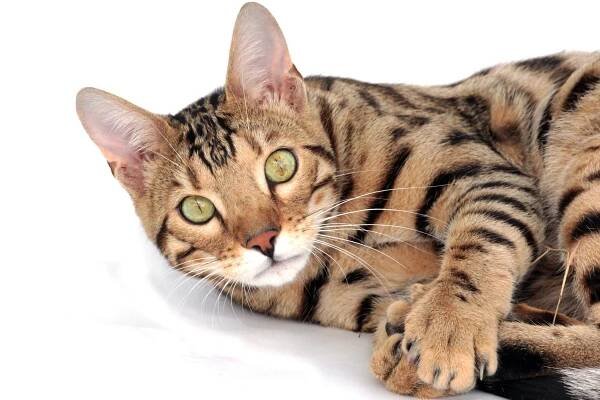 Vypadá jako tygr, jenom je menší. To je toyger, tygr na hraní