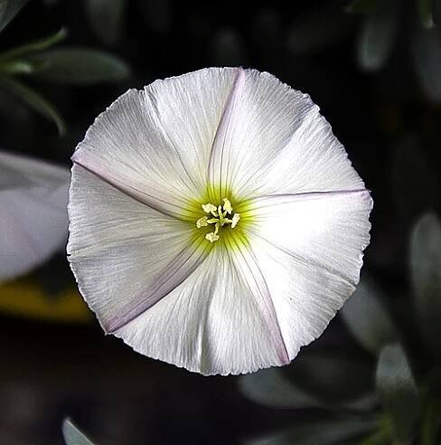 Convolvulus cneorum - Wikipedia