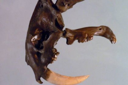 The giant span of a smilodon's jaws