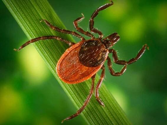 mRNA vaccine against tick bites could help prevent Lyme disease