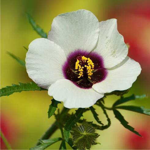 Ibišek trojdílný – Hibiscus trionum – prodej semen ibišku