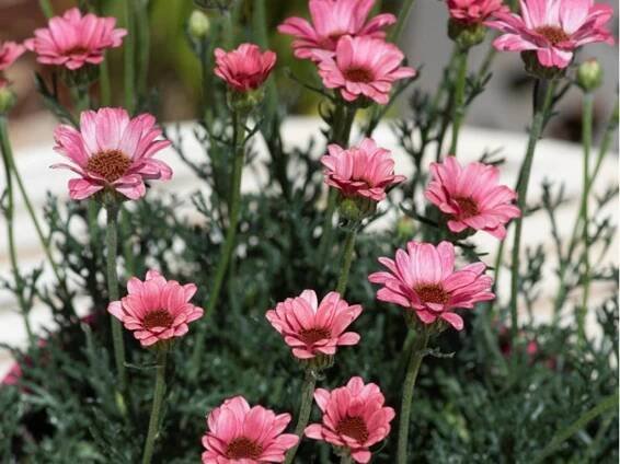 Rhodanthemum 'Zagora Pink' - Rhodanthemum hosmariense 'Zagora Pink' - Zahradnictví Spomyšl