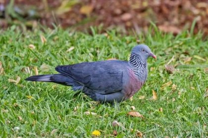 The endemic Trocaz or Long-toed Pigeon of Madeira