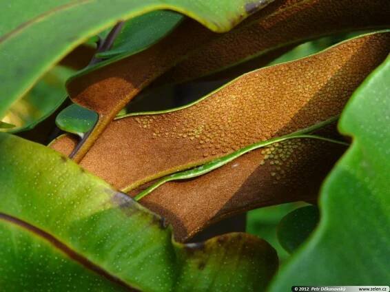 Pyrrosia sheareri pyrrosie