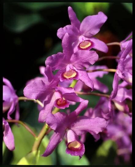 Katleja/Cattleya bowringiana - detail