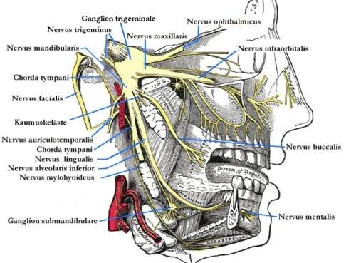 Neuralgie trigeminu – WikiSkripta
