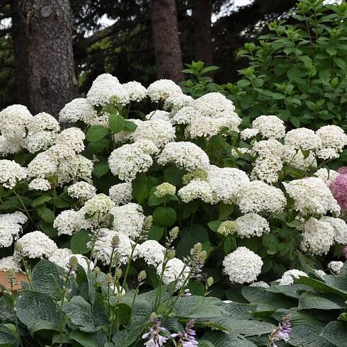 Shrubs – Ray Wiegand's Nursery & Garden Center 