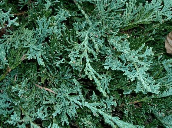 Borievka rozprestretá Juniperus hor. Wiltonii