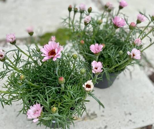 Rhodanthemum Casablanca Pink – KvětinyAlaska