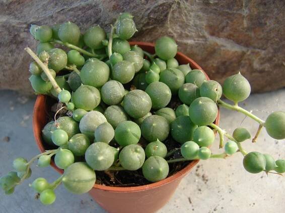 Senecio rowleyanus