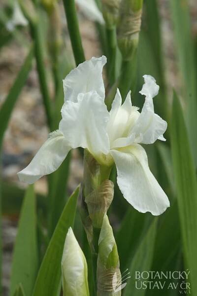 Iris barbata elatior White Queen (876) | HORTIFOTO | Autoři | iBotky.cz