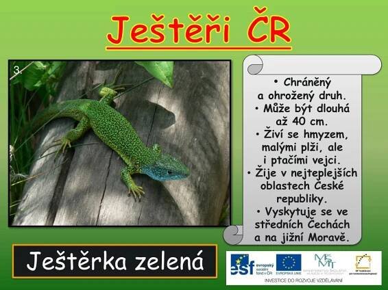 PPT - Plazi - ještěři PowerPoint Presentation, free download - ID:5151397