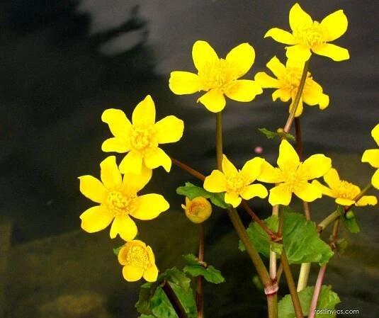 Blatouch bahenní (Caltha palustris), květy, květenství