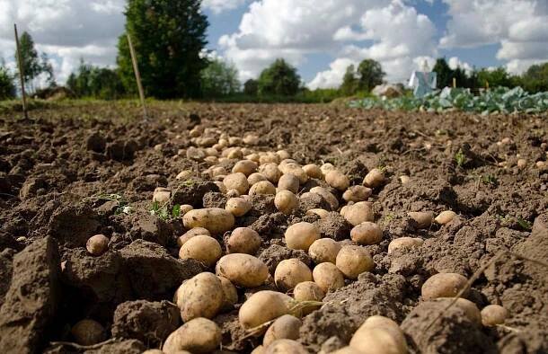 cosecha patatas