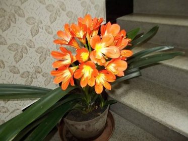 Exotická květina vstala z mrtvých! To je zázrak přírody od Lošťáků z Prostějova