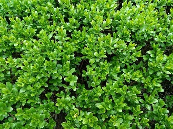 Zimostráz vždyzelený, (Buxus sempervirens) – atdigit / Shutterstock