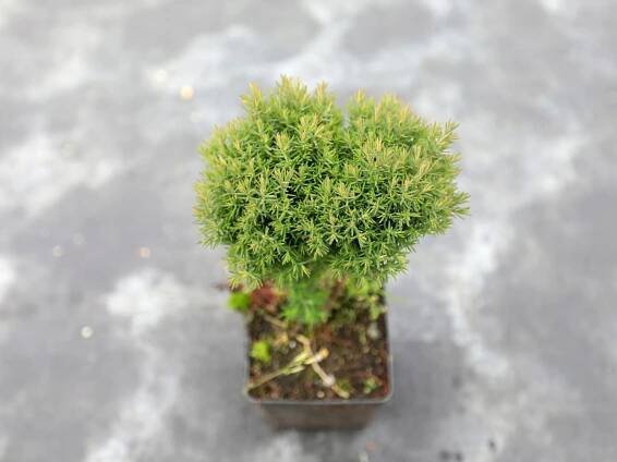 Zerav západní 'Teddy' (Thuja occidentalis) – sazenice 10 – 15 cm Výška sazenice 10–15 cm