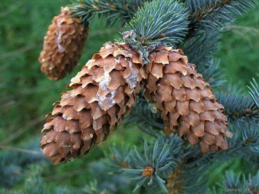 Smrk pichlavý - Picea pungens