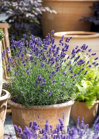 Lavandula angustifolia im Topf