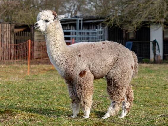 A freshly-sheared alpaca stands alert in a farm paddock, its cream-colored fleece showing recent trimming. The alpaca displays characteristic features including a slender neck, prominent pointed ears, and large expressive eyes. Its wool is predominantly white with scattered brown patches, particularly noticeable on its legs and body. The animal's distinctive mohawk-like topknot remains longer than its recently shorn body. Standing in a grassy enclosure with orange safety fencing visible in the background, along with farm structures and winter trees. The alpaca's posture suggests curiosity and awareness, typical of these vigilant camelids.