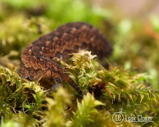 Velvet Worm in moss