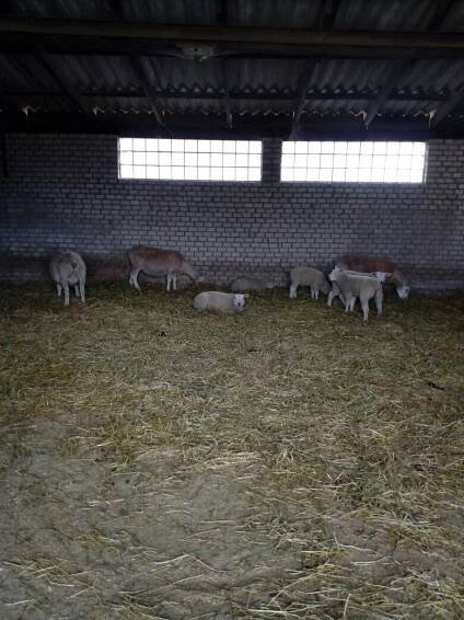 Broučci na farmě_25
