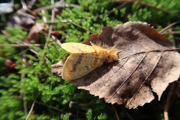 Mylantria xanthospila — “Plushy tussock” | Welcome, visitor!
