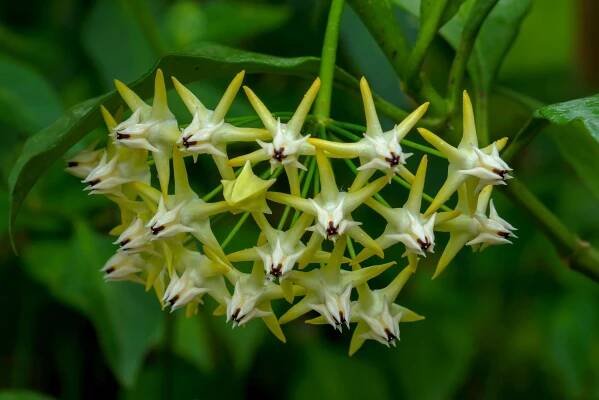 hoya multiflora 