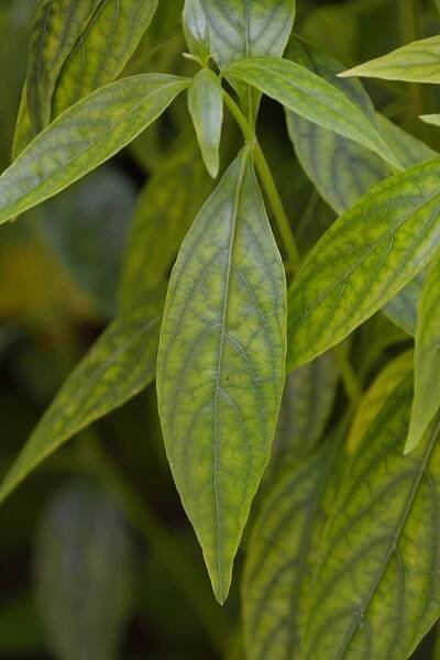 Soubor:Andrographis paniculata - Howrah 2012-09-23 0349.JPG – Wikipedie