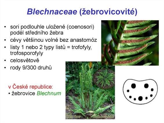 Blechnaceae (žebrovicovité)