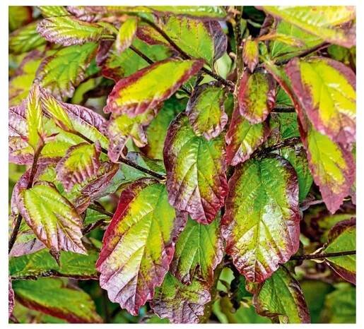 Parrotia Persica Persian Spire Floramedia