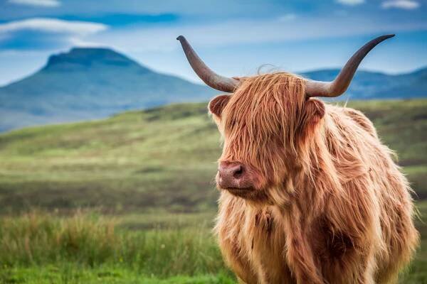 Nejlepší místa pro setkání s naší chlupatou Heilan Coos! - Severní pobřeží 500